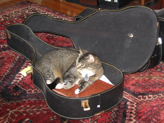 Paws in a guitar case 1
