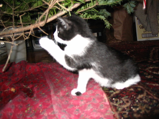 Kitten playing with tree
