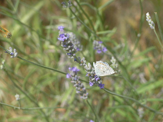 Flowers with Butterfly