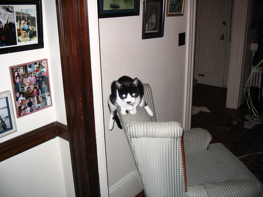 Pip, straddling a chairback