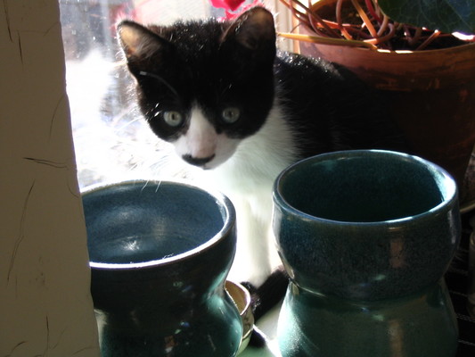 Pip and pots
