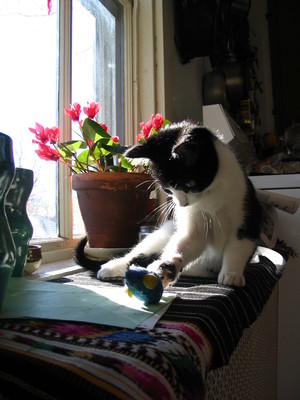 Pip, catnip mouse