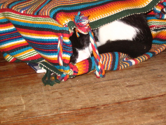Pip, colory bag