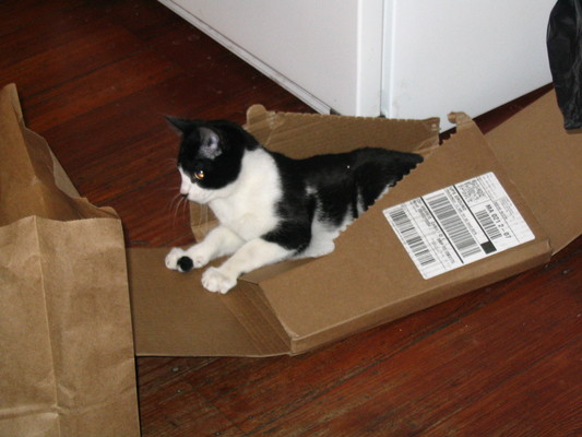 Pip, cardboard