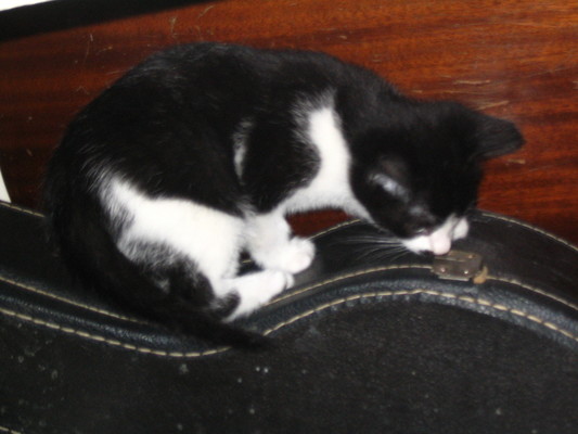 Kitten on guitar case