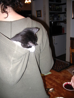 Kitten in Alice's hood